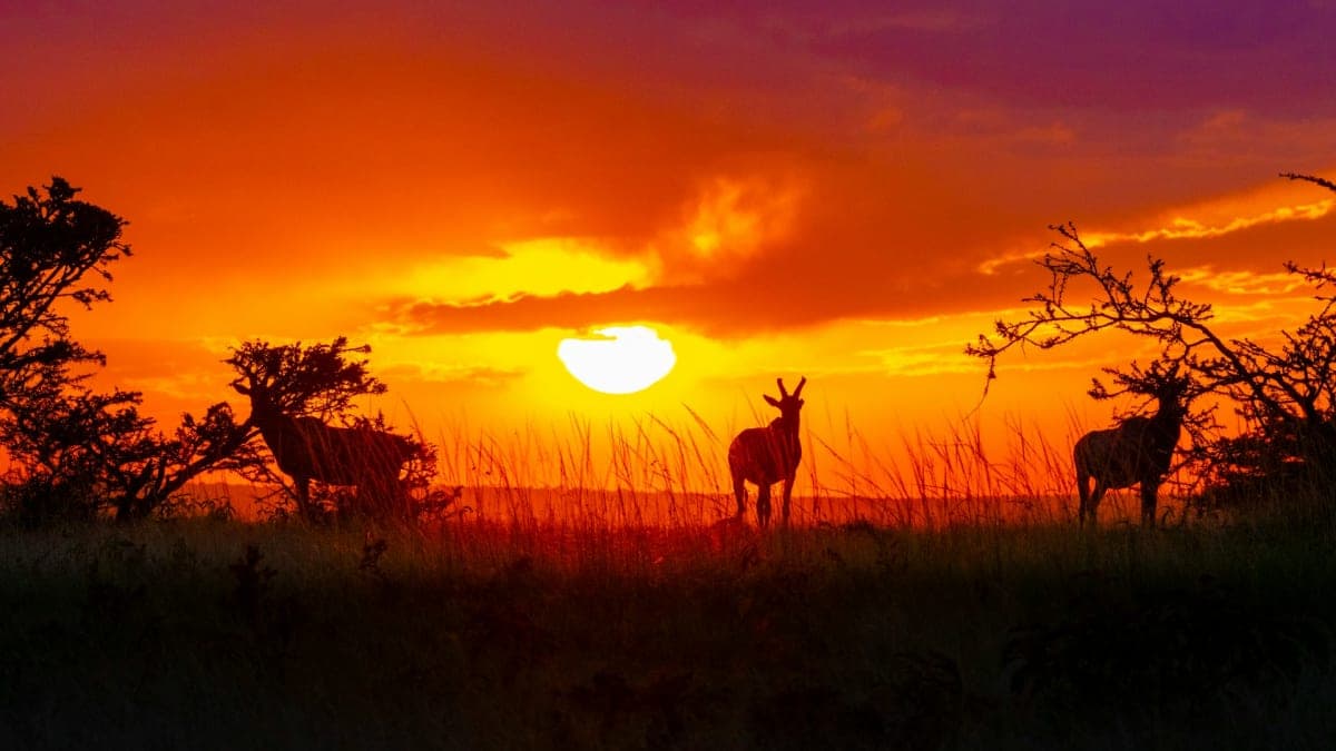 Cover image for the Golden Hour collection