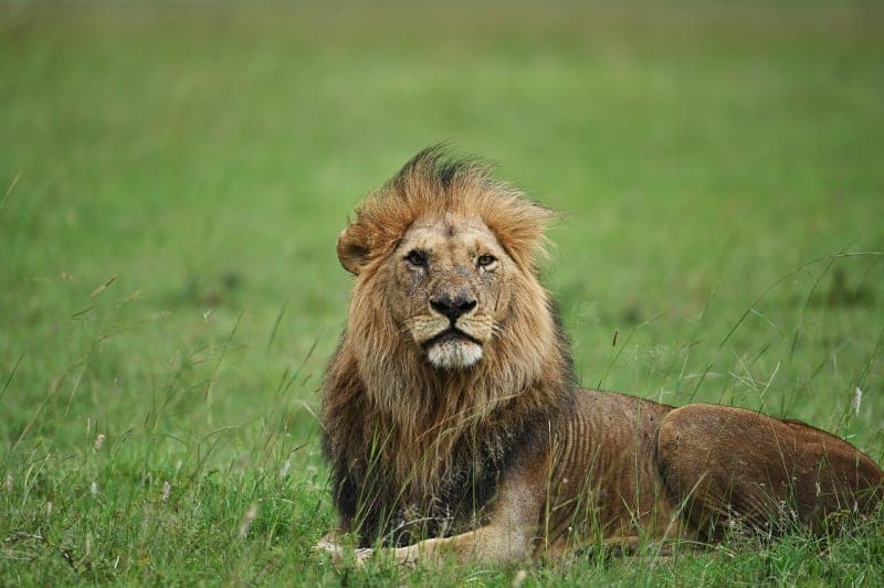 Male lion resting in long grass